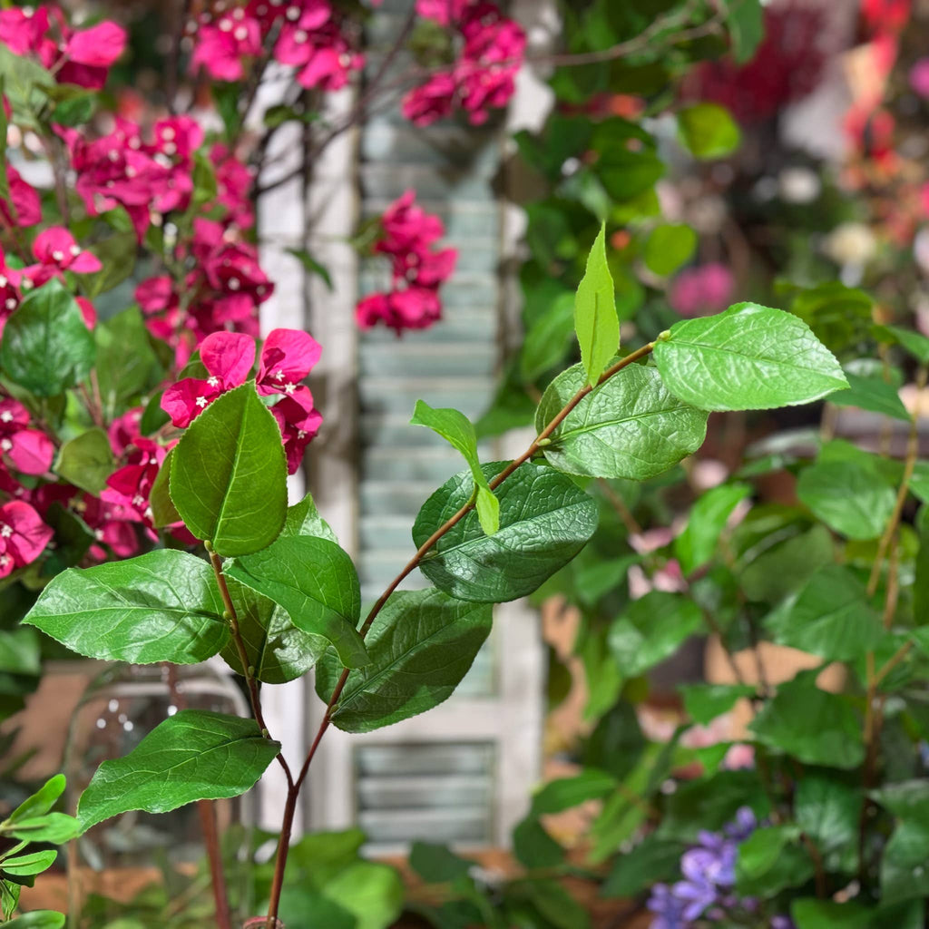 Salal Leaf Spray - 30" Green