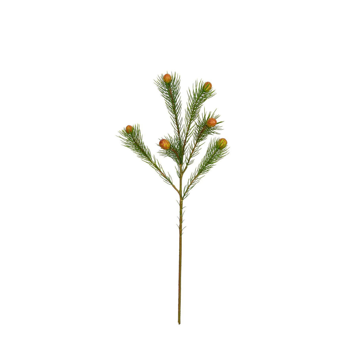Green Protea Berry Nana Stem showing airy needle-like foliage and rounded rust pod accents