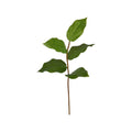 Salal Leaf Pick - 14" - Green