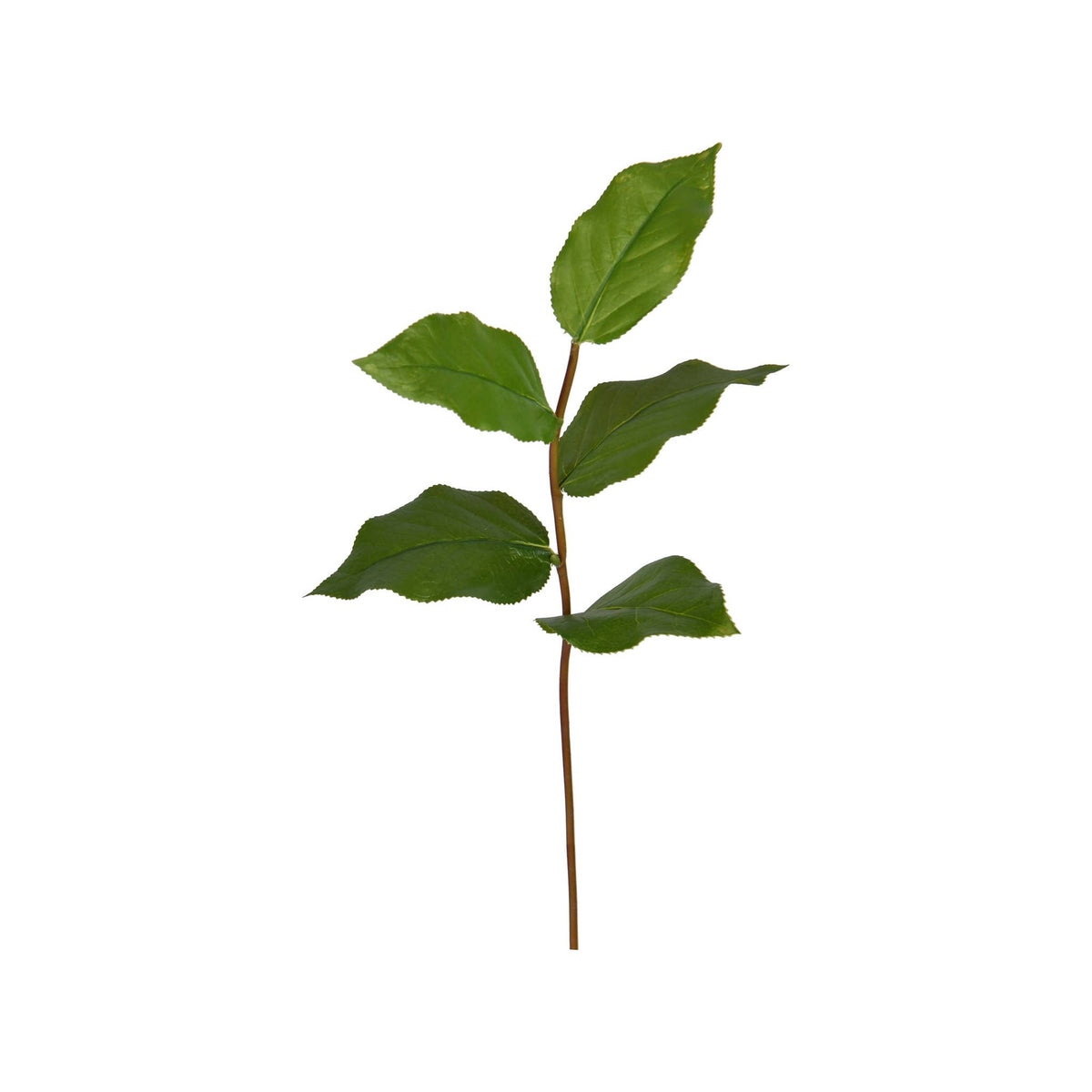 Salal Leaf Pick - 14" - Green