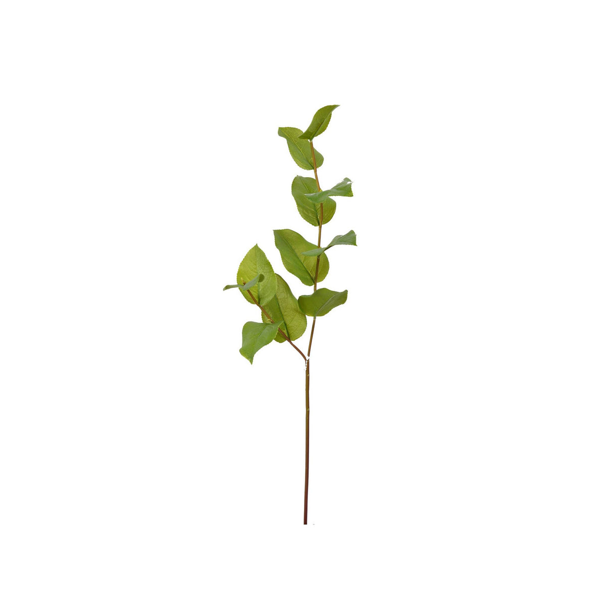 Salal Leaf Spray - 30" Green