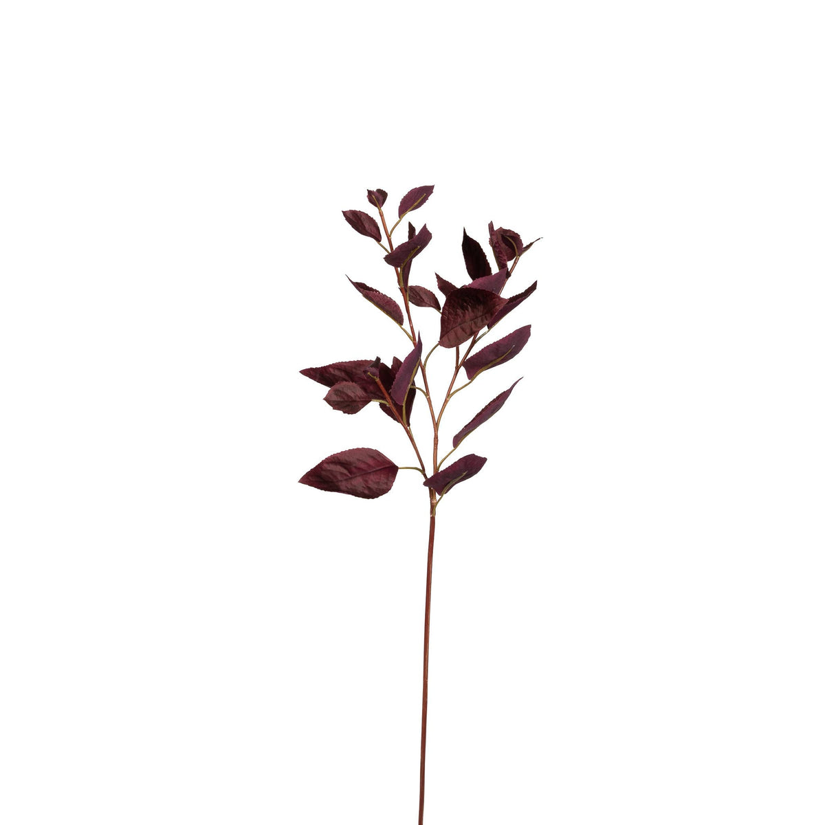 Coleus Stem - 30" Burgundy